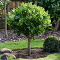 Bay Leaf Tree, Live Laurus Nobilis Plant in 4” Pot, 8-10" Sweet Bay Laurel Herb for Container or Garden Planting