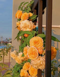 Honey-Apricot Rose Bushes Ready to Plant, Climbing Roses Live Plants Fragrant, 6-8 Inc Tall in Pot, Year-Round Blooming, Can Grow as Bush or Climber