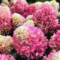 Change Color Hydrangea Live Plant in 2.5 Inch Pot, Hydrangea Trees Shrub Bush Perennial Outdoor Planting (Oakleaf White to Pink Red)