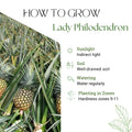Gold Pineapple Plant Live, Cold Hardy Pinapple Fruit Tree 4-6 Inc, Tropical Plant for Garden