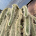 Trailing Monkey Tail Cactus Plant Live, 6 to 8 Inches Tall, Live Succulents Plant for Planting Indoor Oudoor