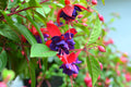 Fuchsia Plants Live, 2 Fuchsia Live Plants, 5 to 7 Inc, Fuchsia Plants, Purple Fuchsia Flower Plant, Easy to Plant Indoor, Outdoor