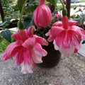 Pack 2 Fuchsia Plants Live, Vibrant Fuchsias Hanging Flowering Plant 3-5 Inches, Gardens, Patios, and Indoor Growing (Rose Color Flowers)