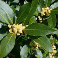 Bay Leaf Plant, Laurus Nobilis Bay Leaf Tree Live Plant, 5-9" Tall, Sweet Bay Laurel Live Plants Indoor Outdoor Patio Home Garden