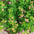 Set 3 Lantana Plants Live, Pink Lantana Flower Live Plants Well Rooted from 4 Inc Tall