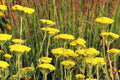 Yarrow Plant, Yellow Yarrow Plant Pot, 2.5 Inches Pot, Yarrow Live Plant for Garden, Live Yarrow Flower Plants Indoor Outdoor