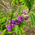 Beautyberry Tree Live Plant, Live Purple Beauty Berry Shrub in 4'' Pot, Outdoor Purple Berry Landscape Plant