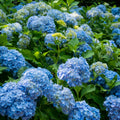 Blue Hydrangea Bush Live Plant, Hardy Flower Shrub, 1-1.5 Ft Tall