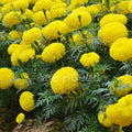 2 Marigold Live Plants, 3 to 5 Inc Long, Yellow Marigold Plants, Flower Plant Live Easy to Plant Outdoor Gardening