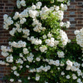 Rose Plant Live Ready to Plant, Fragrant Roses Flowers, in Pot, Ornamental Flowers Indoor Outdoor Home Garden (White Rose)