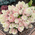 White Flowers to Blush Pink Hydrangea Plant 4 Inch Pot, Hydrangea Shrub Live Plants for Outdoor or Indoor Planting, Change Color Perennial Plant
