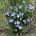 Rose of Sharon Plant, Hardy Althea Hibiscus Flowering Shrub in 4'' Pot, Outdoor Garden Starter Plant for Landscape or Hedge (Purple)