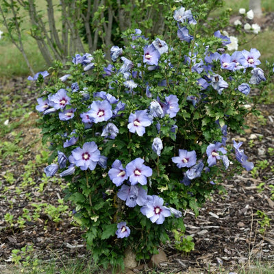 Rose of Sharon Plant, Hardy Althea Hibiscus Flowering Shrub in 4'' Pot, Outdoor Garden Starter Plant for Landscape or Hedge (Purple)