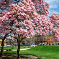 Magnolia Tree Live Plant, Magnolia Flowers Bush, 6-12 Inches Tall, in Pot, Fragrant Magnolia Shrub Ready to Grow (Saucer Magnolia)