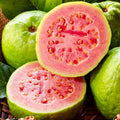 Guava Tree Live Plant, Pink Guava Plant Live Fruit Tropical Guava Seedling Planting Outdoor Garden, 6 to 8 Inc Long