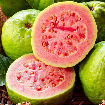 Guava Tree Live Plant, Pink Guava Plant Live Fruit Tropical Guava Seedling Planting Outdoor Garden, 6 to 8 Inc Long
