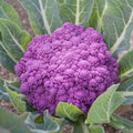 Cauliflower Plant in 4" Pot, Vegetable Cauliflower Live Plant Potted for Planting (Purple Cauliflower)