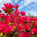 Red Azalea Plant Live, Cold Hardy Azalea Plant, Hardy Flowering Shrub for Outdoor Planting, 4-7 Inches Tall in 4'' Pot