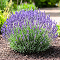 Lavender Plant Live, Phenomenal Lavender Plant Live Indoor Outdoor, Vibrant Bloom, 8 to 10 Inc Tall, Quart Pot, Fragrant Lavandula Seedling for Patio and Container