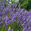 French Lavender Herb Live Plant, Fragrant Purple Lavender in Quart Pot for Patio, Balcony, Indoor or Outdoor Planting