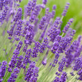 4 Lavender Plants Live Starter Plants Plug 1-3" in Tall, Hardy Perennial Lavender for Garden and Landscape with Fragrant Purple Blooms, No Pot (Phenomenal)
