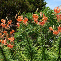 10 Turk Cap Lily Bulbs for Planting, Tiger Lily Like, Vibrant Orange Flower, Spring Bloom, Year-Round Planting