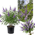 Blue Chaste Vitex Plant Live, Vitex Shrub Live Potted Plant 1-2 Feet Tall