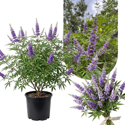 Blue Chaste Vitex Plant Live, Vitex Shrub Live Potted Plant 1-2 Feet Tall