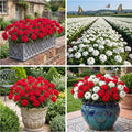 2 Mix Verbena Plants Live, Verbena Flower Plants, Mixed Color Perennial Ground Cover, Vibrant Blooms for Garden Beds, Outdoor Planting, 4-8 Inches Tall