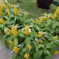 2 Shrimp Live Plants, Yellow Shrimp Plant Live, Justica Brandegeana Plant from 4 Inches Tall Seedling, Ready to Plant, 2 Plants, Live Shrimp Plants