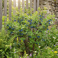 Honeyberry Plant, Honey Berry Plants, Haskap Berry Plant, 4-8 Inc Tall, Sweet Berries for Backyard and Outdoor Garden
