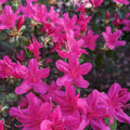Pink Azalea Plant Live, Cold Hardy Azalea Plant, Hardy Flowering Shrub for Outdoor Planting, 4-7 Inches Tall in 4'' Pot