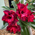 Set 3 Live Desert Rose Plants, Assorted Flowering Succulent Houseplant, Indoor Outdoor Growing 4-7'' Tall
