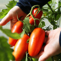 Tomato Plant Live 4 Inch Pot, Small Fruit Tomato Plant for Raised Beds, Patio Containers or Outdoor Growing, 4-6 Inches (San Marzano Tomato)