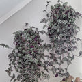 02 Pots Tradescantia Wandering Jew Plants Live Houseplants in 2" Pot, Starter Plants, Mix Purple and Pink Color