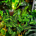2 Maranta Prayer Plants Live, Tropical Maranta Plant, Indoor Houseplant in 3 Inch Pot for Hanging Basket, Easy to Grow, 3-5'' Tall
