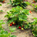 10 Ozark Strawberry Roots Plants Live for Planting, Hardy Everbearing Strawberry Fragrant Strawberries Plant, Large Sweet Fruit