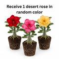 Desert Rose Live Plant, Adenium Desert Rose 4-8'' Tall, Hardy Flowering Succulent for Indoor Outdoor Gardens (Random Color Flowers)