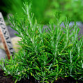 3 Rosemary Plants Live, Herb Plants, 4 to 7 Inches Tall, Rosemary Starter Plants