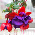 Set 2 of Fuchsia Plants, Fuchsia Live Plant, 3 to 5 Inc Long, Purple Flower Plant Live Indoor Outdoor