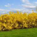 Forsythia Plant in 4 Inch Pot, 8-12 Inch Tall, Yellow Forsythia Shrub Plant Live, Forsythia Tree for Landscaping and Gardening, Well-Rooted
