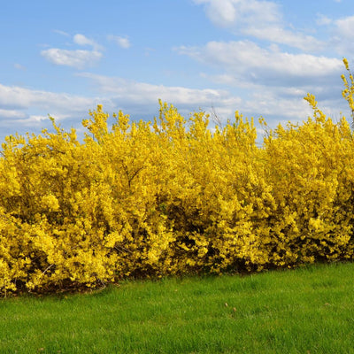 Forsythia Plant in 4 Inch Pot, 8-12 Inch Tall, Yellow Forsythia Shrub Plant Live, Forsythia Tree for Landscaping and Gardening, Well-Rooted