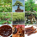 Tamarind Tree Live Plant for Planting, 5 to 8 Inc Tall, Tamarind Plant Outdoors