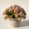 Crassula Springtime Live Planting Indoor, Rare Succulent Plant Fully Rooted in 2 Inc Pot