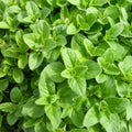 Greek Oregano Live Plant 3" Pot, Green Oregano Leaf Plant, Fragrant Herb Seedlings Grow Indoor Outdoor