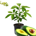 Avocado Tree Live Plant, Live Avocado Plant Seedling, 6 to 9 Inc Tall for Garden