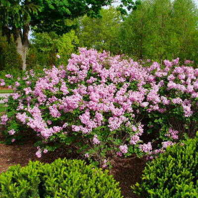 Pink Lilac Bushes Ready to Plant, Lilac Syringa Trees Live Plants, Fragrant Shrub for Planting, 9 Months Old Tree