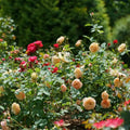 Rose Plant Live in Pot for Planting, Fragrant Roses Flowers, Summer Blooming Ornamental Garden Shrub (Apricot Rose)
