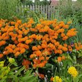 Set 3 Milkweed Plants Live, Orange Milkweed Flower Live Plant for Outdoor Indoor Gardening, Well Rooted, 4''