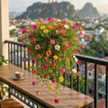 2 Random Moss Rose Plants Live, Moss Rose Purslane Flower Plant in 4 Inch Pot, Ground Cover Plant, Ideal for Containers, Hanging Baskets and Garden Beds, 4-8 Inches Tall